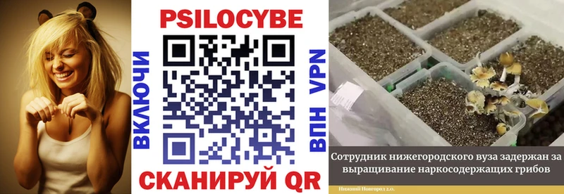 Купить  Сретенск  Псилоцибиновые грибы Cubensis 